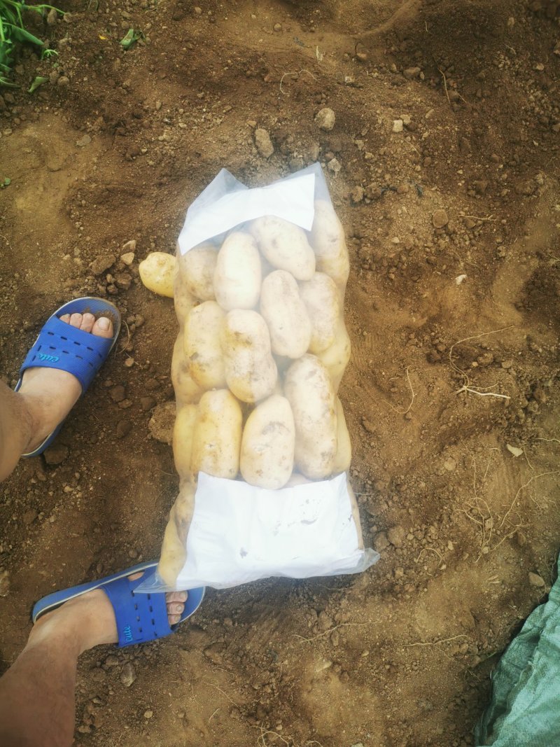 荷兰十五土豆2两以上～～～～～～～～～～