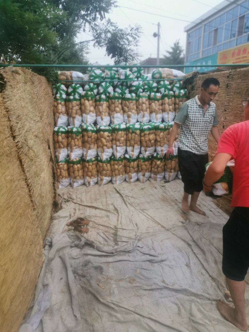 荷兰十五土豆2两以上～～～～～～～～～～