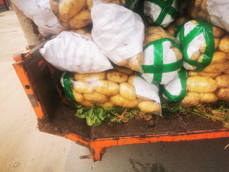 荷兰十五土豆2两以上～～～～～～～～～～