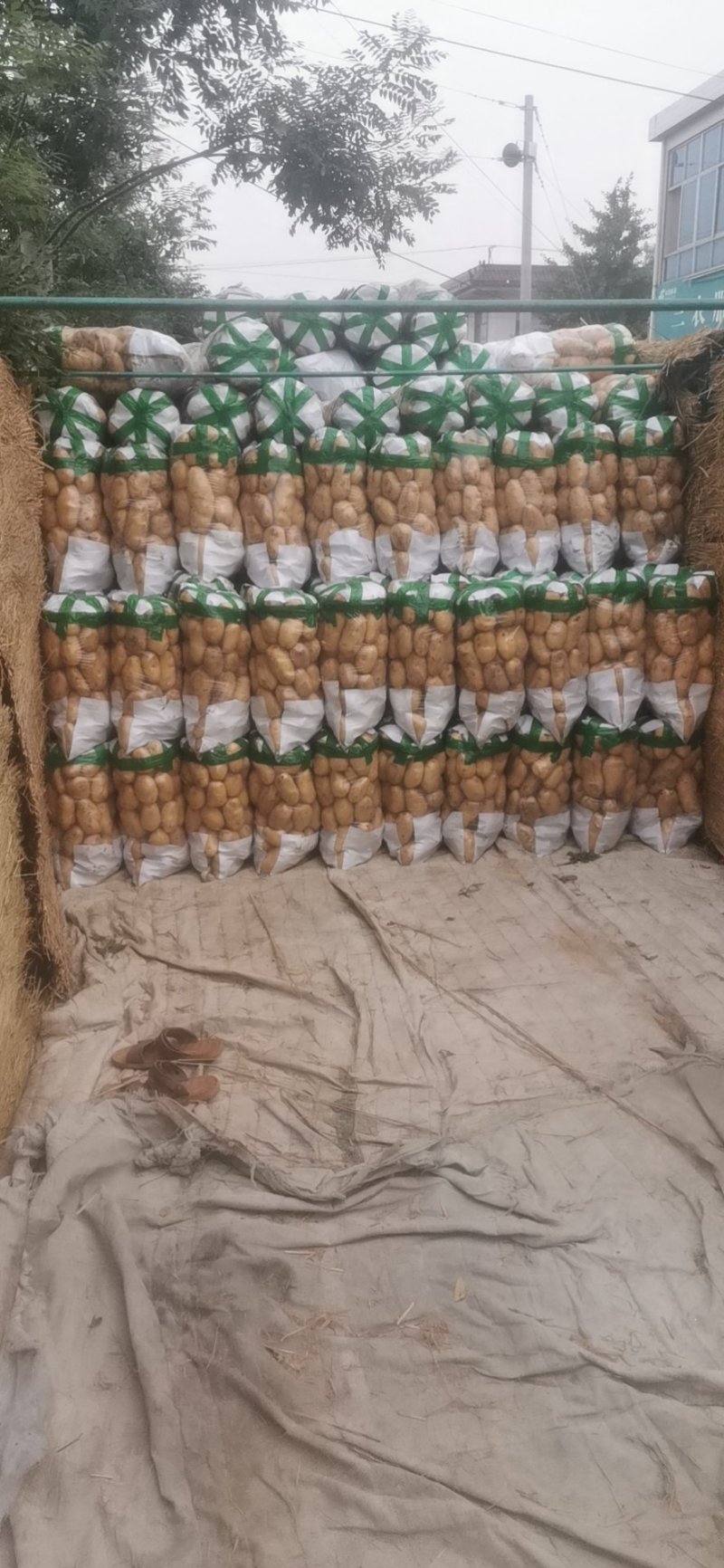 荷兰十五土豆2两以上～～～～～～～～～～