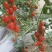 小番茄苗