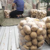 甘肃陇南新土豆洋芋大量上市品种早大白皮白果大