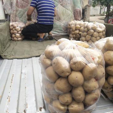 甘肃陇南新土豆洋芋大量上市品种早大白皮白果大