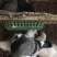 精品乳鸽，淘汰老鸽活体批发。原养殖基地直供货源……