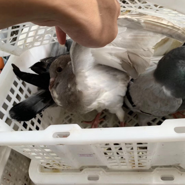精品乳鸽，淘汰老鸽活体批发。原养殖基地直供货源……