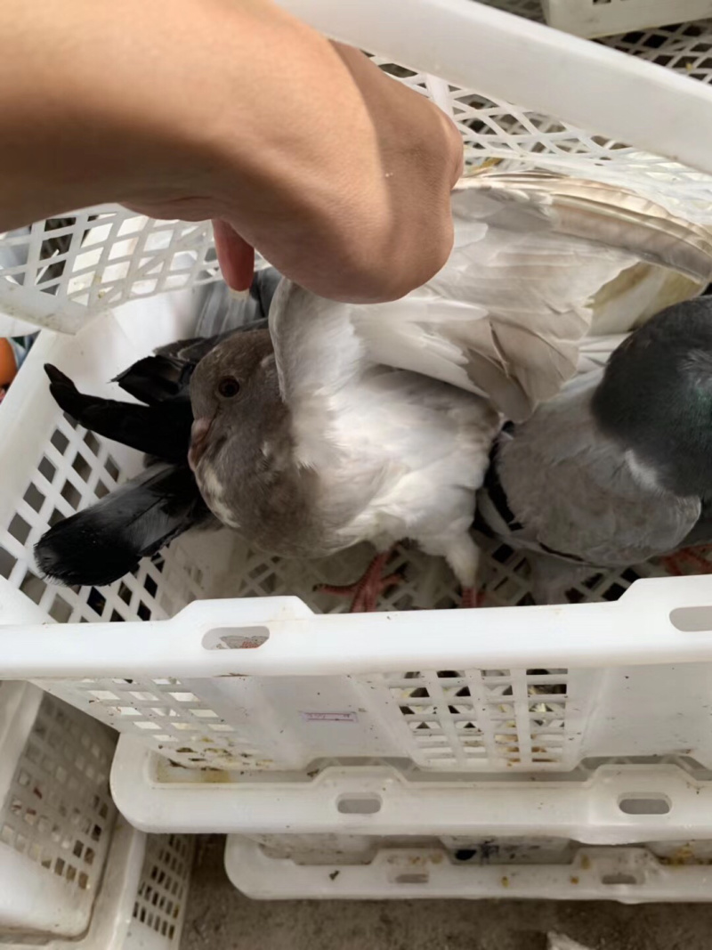 精品乳鸽，淘汰老鸽活体批发。原养殖基地直供货源……