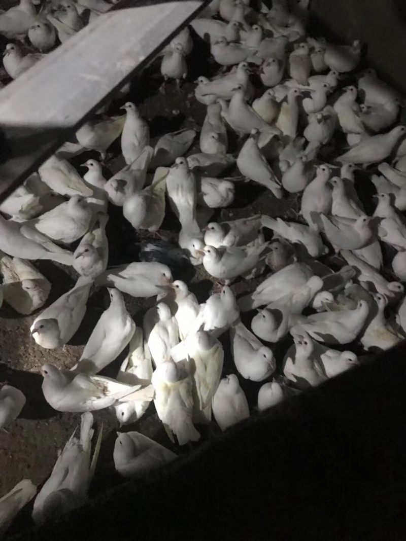 精品乳鸽，淘汰老鸽活体批发。原养殖基地直供货源……