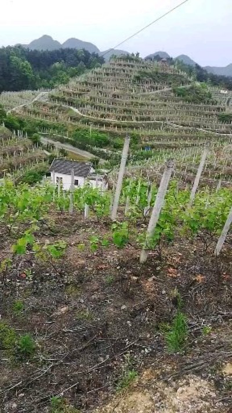 长顺四宝之一，紫王葡萄已上市.：物美价廉，品质保证。