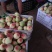 毛桃安徽宿州砀山县！