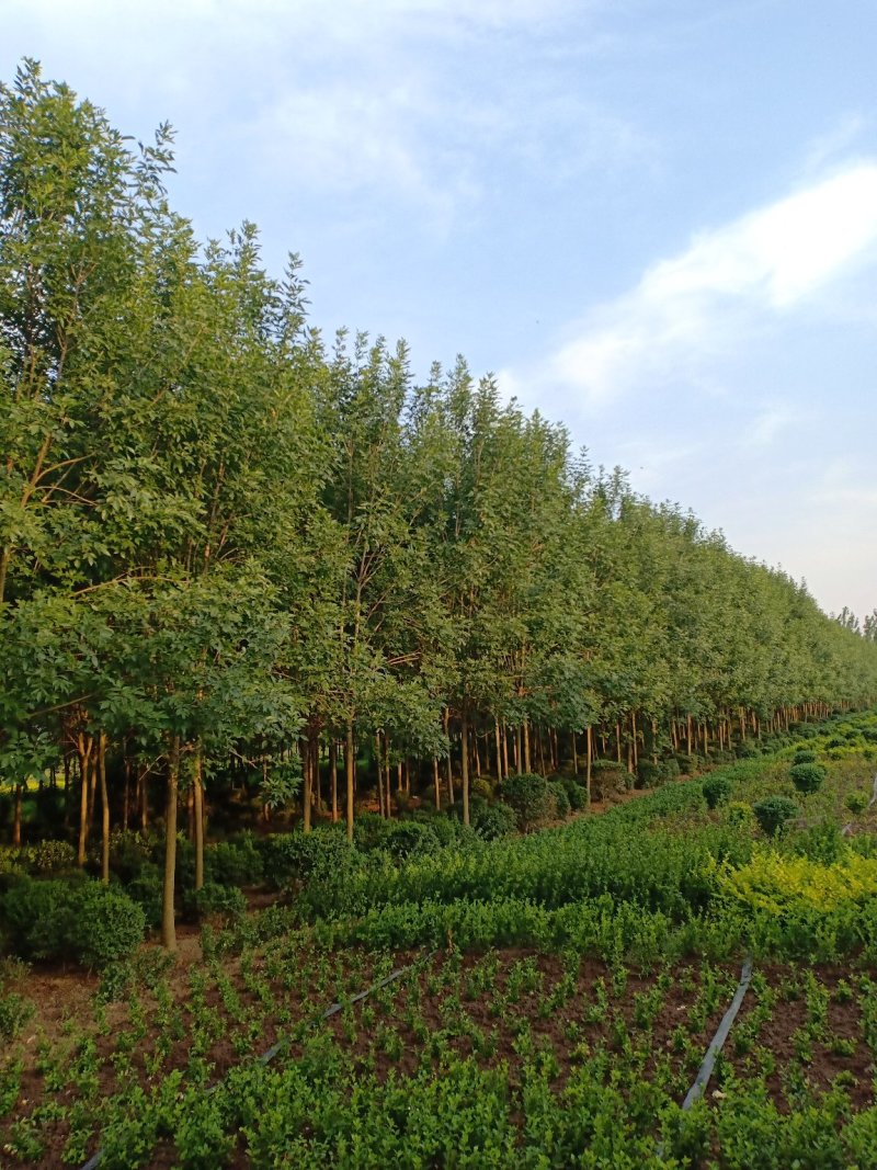 白蜡一手货源，无中间商，量大从优，农户一手货源，欢迎咨询