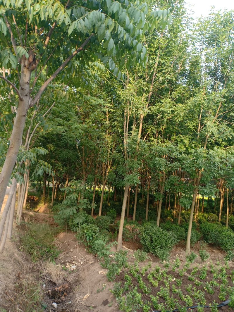白蜡一手货源，无中间商，量大从优，农户一手货源，欢迎咨询