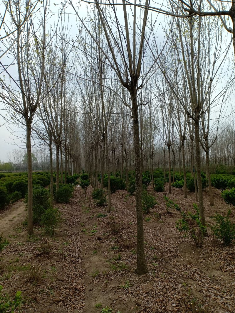 白蜡一手货源，无中间商，量大从优，农户一手货源，欢迎咨询