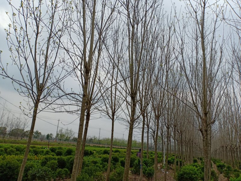 白蜡一手货源，无中间商，量大从优，农户一手货源，欢迎咨询