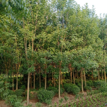 白蜡一手货源，无中间商，量大从优，农户一手货源，欢迎咨询