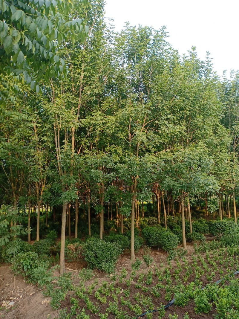 白蜡一手货源，无中间商，量大从优，农户一手货源，欢迎咨询