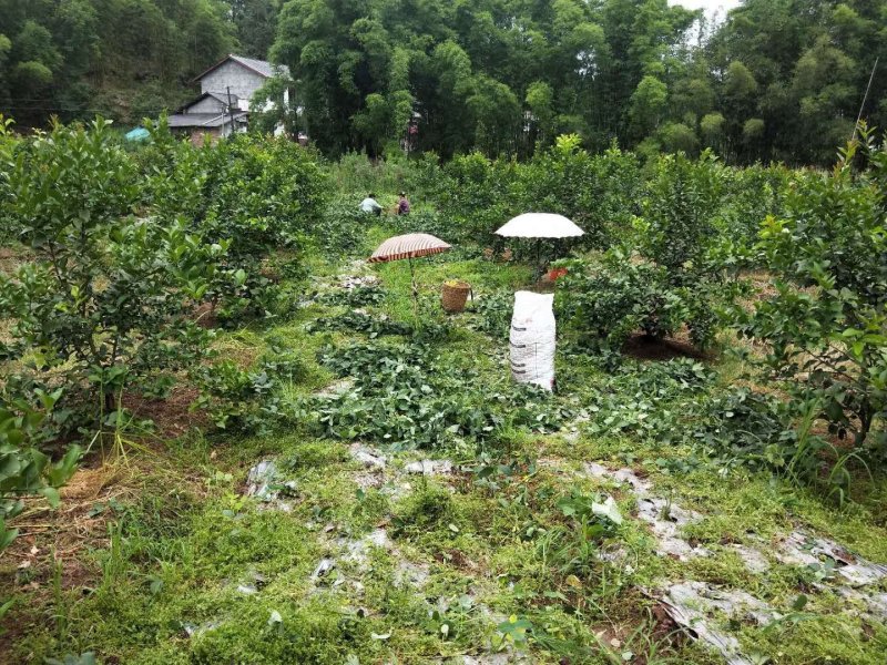 蚕豆豆荚，大白胡豆，颗粒大，饱满