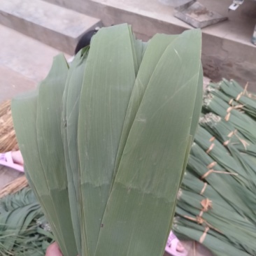 白洋淀芦苇叶