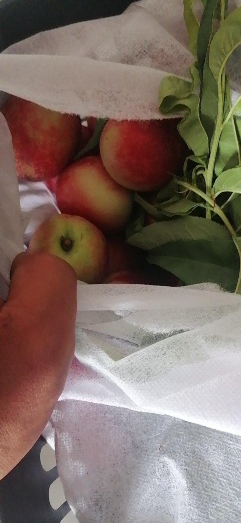 各内蔬菜瓜果