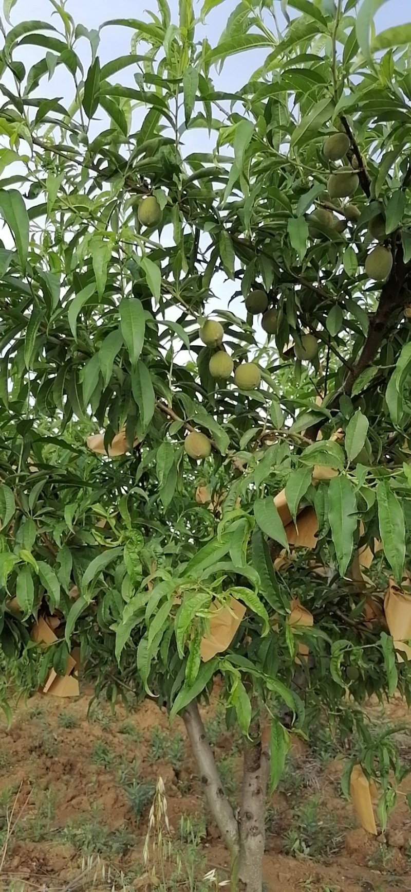 各内蔬菜瓜果