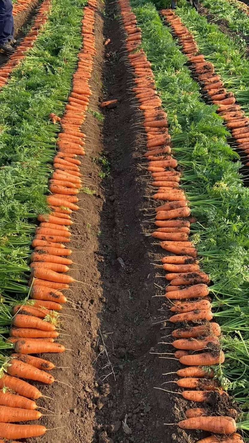 胡萝卜大量供应质优价廉有多种蔬菜配车欢迎光临