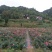 重庆巴南区赚宝苗圃月季量大价格美丽欢迎选购