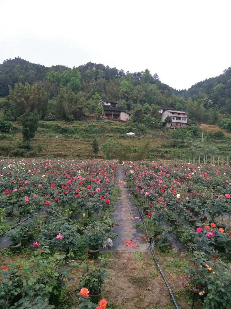 重庆巴南区赚宝苗圃月季量大价格美丽欢迎选购