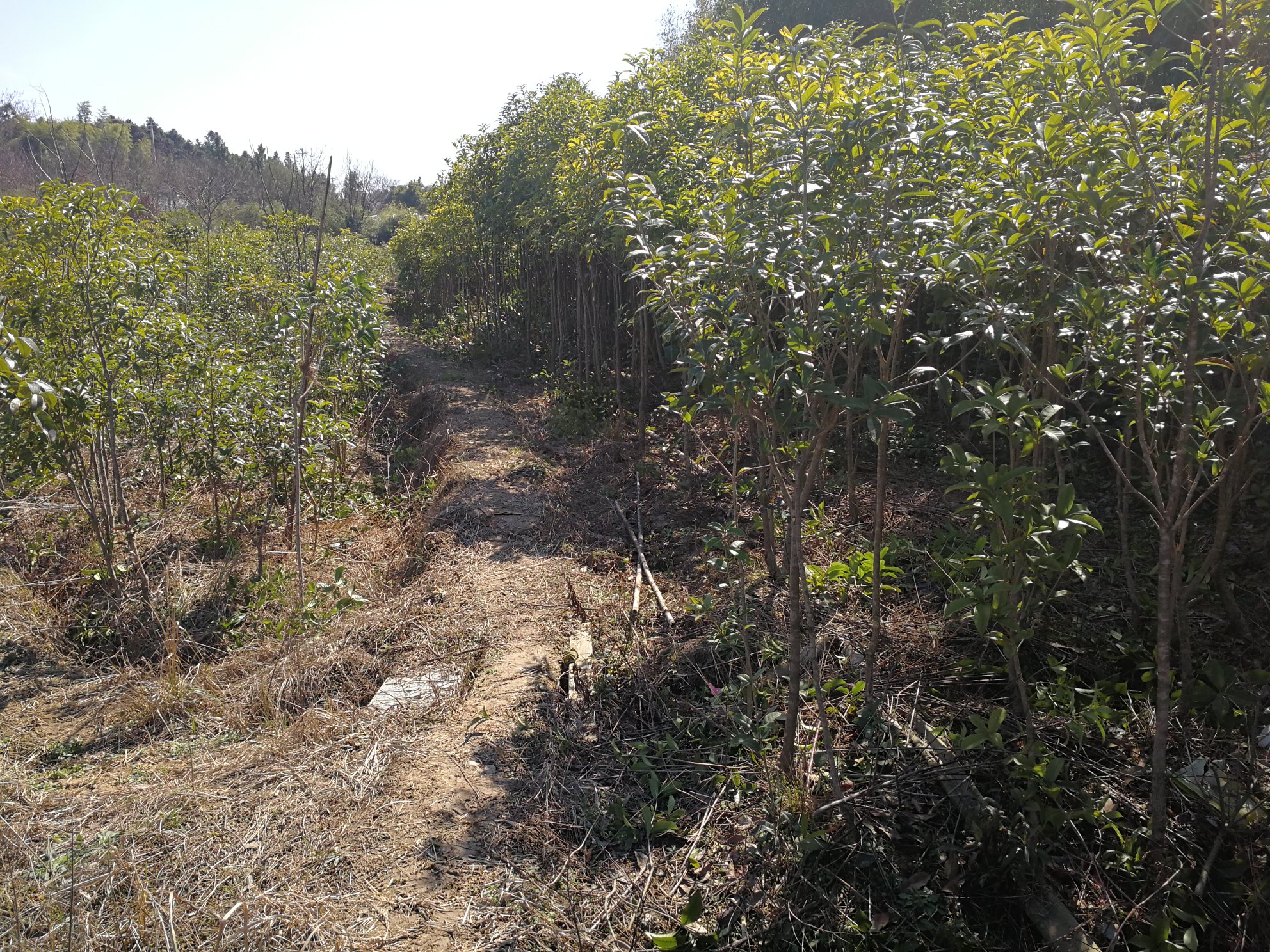 一位老人与孩童在丹桂树下散步,孩子仰头嗅着花香,老人微笑着指向树上的花朵,背景是阳光斑驳的林荫小道 丹桂树下的老人与孩童