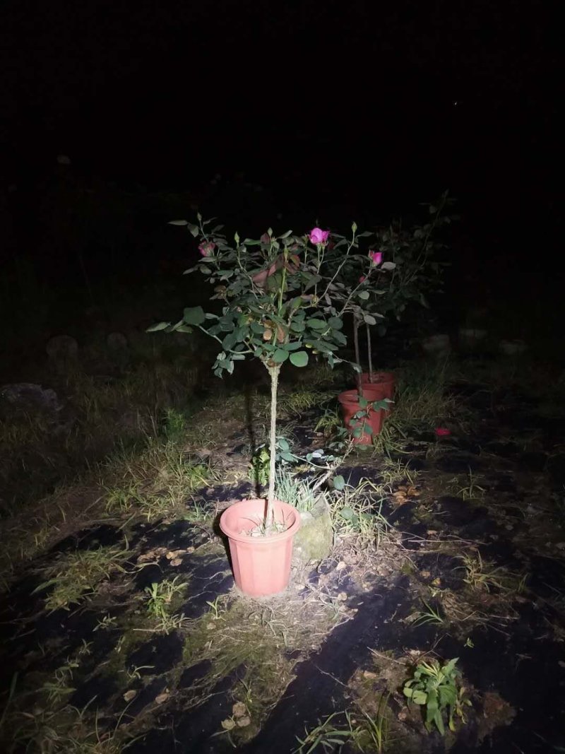 重庆巴南区赚宝苗圃月季量大价格美丽欢迎选购