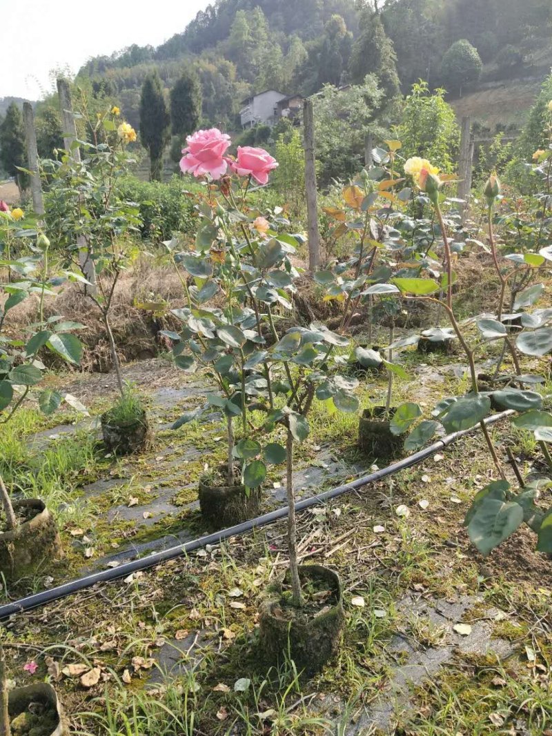 重庆巴南区赚宝苗圃月季量大价格美丽欢迎选购