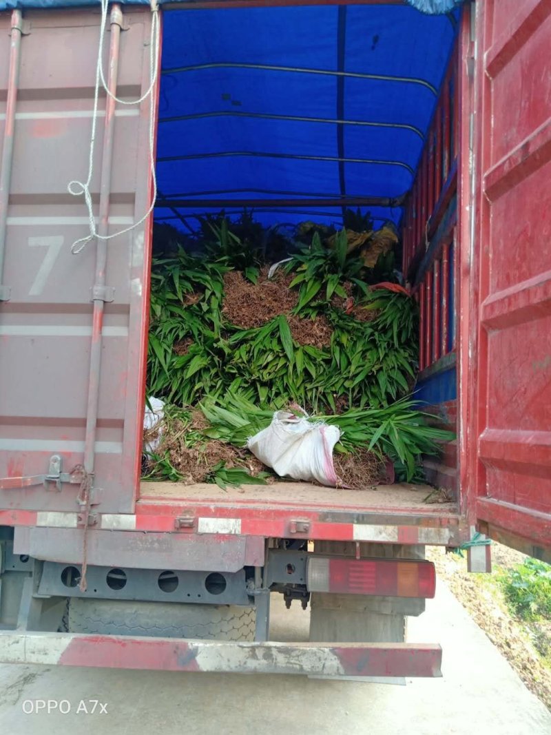 白芨紫花三叉大白芨全芽块茎苗