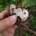 白芨紫花三叉大白芨全芽块茎苗
