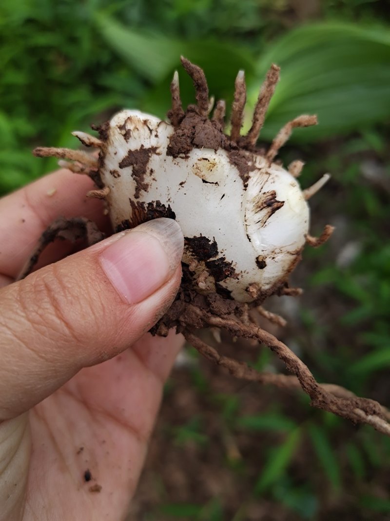 白芨紫花三叉大白芨全芽块茎苗