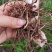 白芨紫花三叉大白芨全芽块茎苗