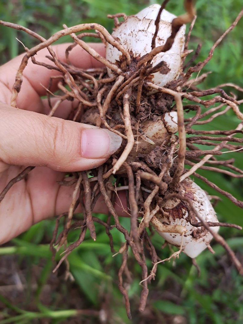 白芨紫花三叉大白芨全芽块茎苗