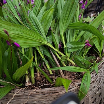 白芨紫花三叉大白芨全芽块茎苗