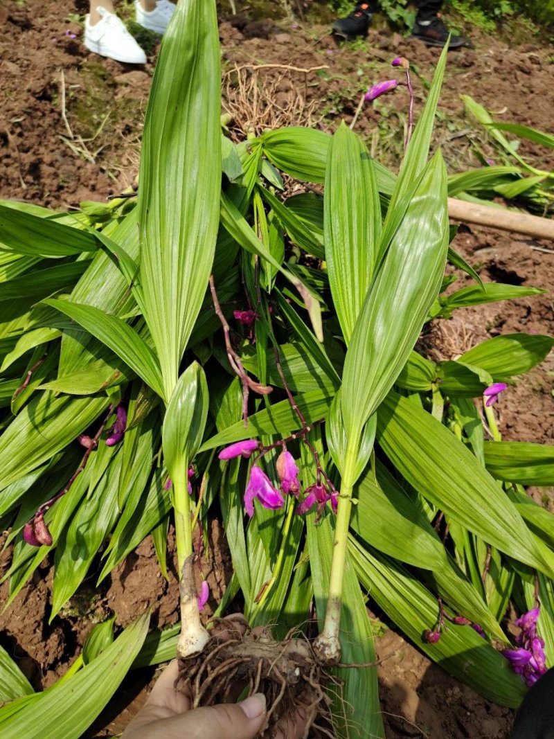 白芨紫花三叉大白芨全芽块茎苗