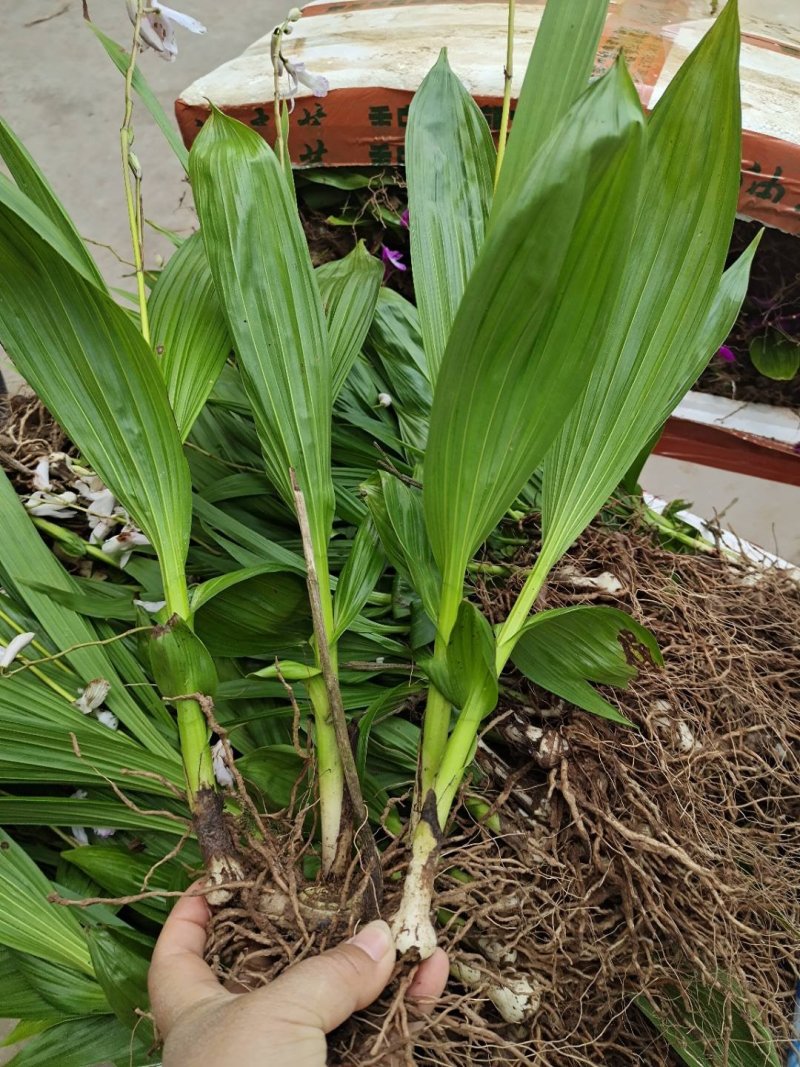白芨紫花三叉大白芨全芽块茎苗