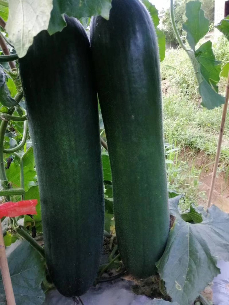 广东科农飞粤一号冬瓜