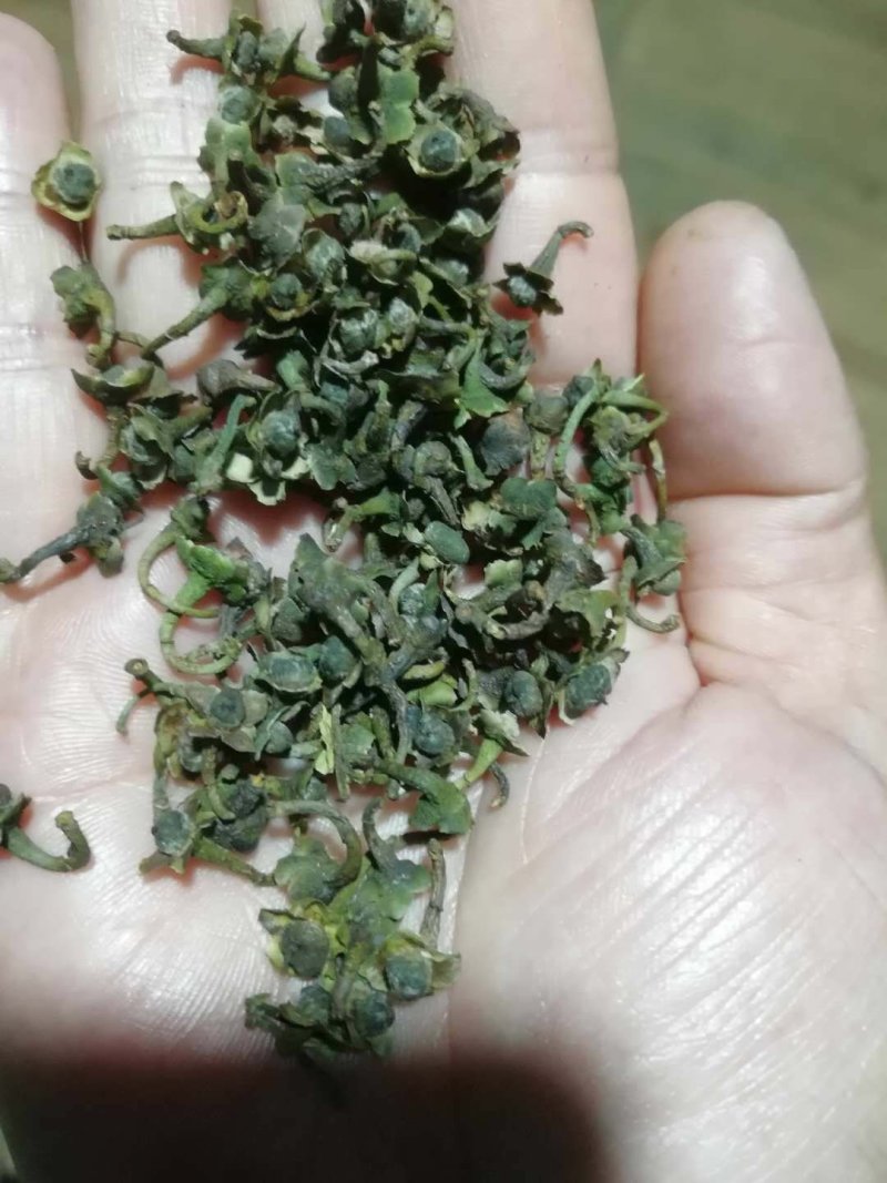 福鼎市管阳镇天竹荒野白茶茶籽厂里直接供货