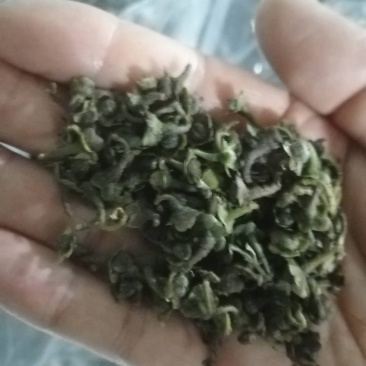 福鼎市管阳镇天竹荒野白茶茶籽厂里直接供货