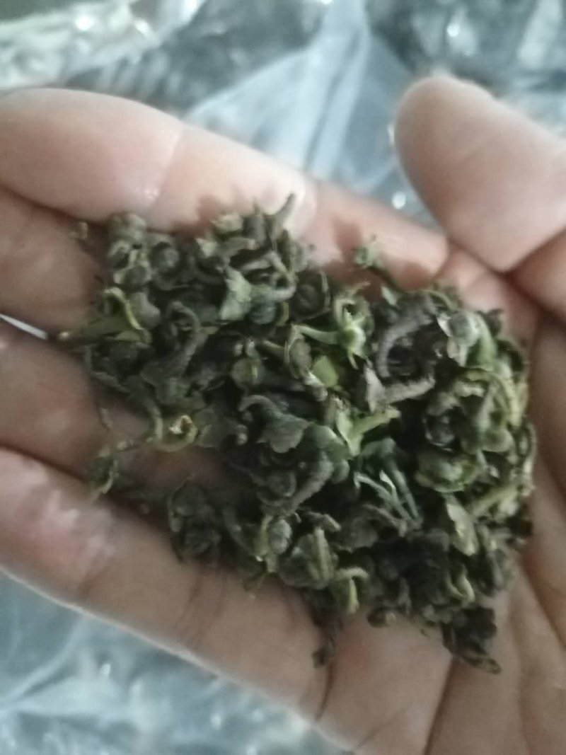 福鼎市管阳镇天竹荒野白茶茶籽厂里直接供货