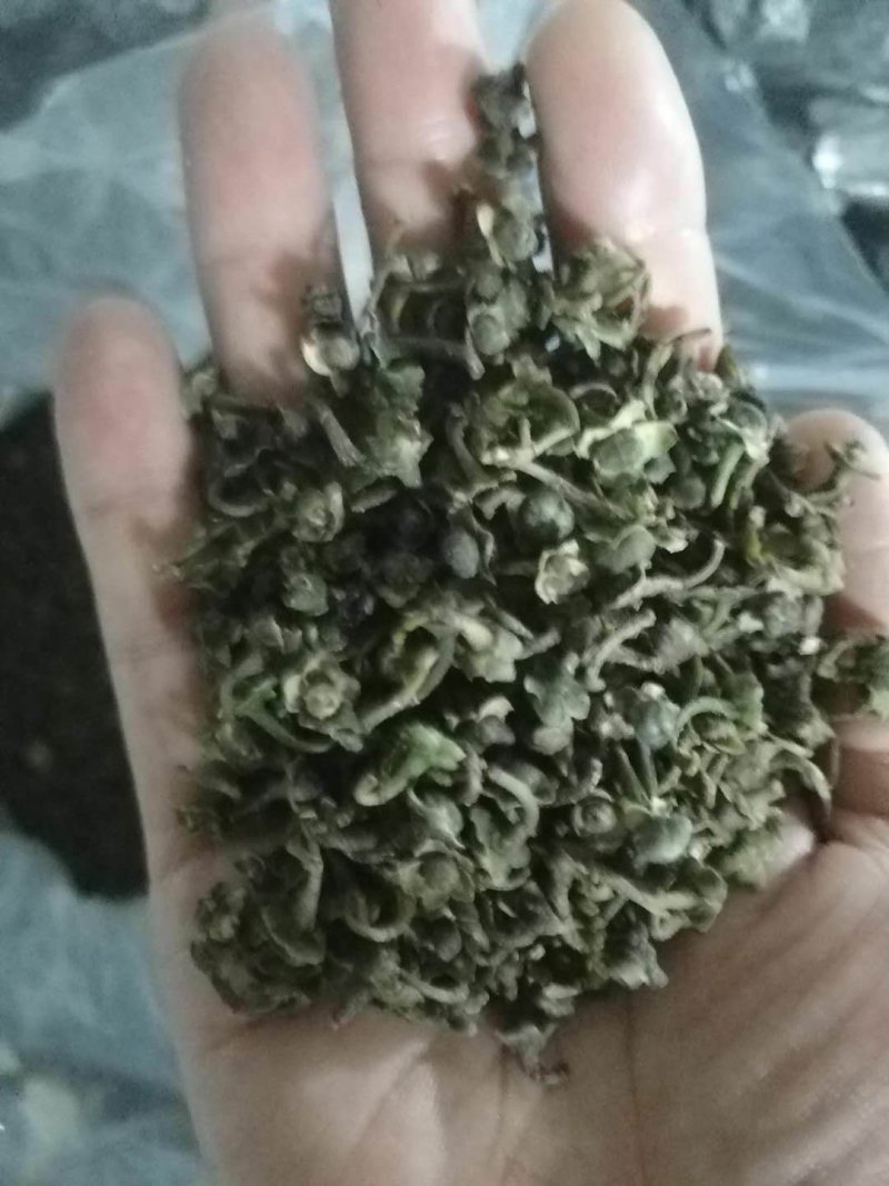 福鼎市管阳镇天竹荒野白茶茶籽厂里直接供货