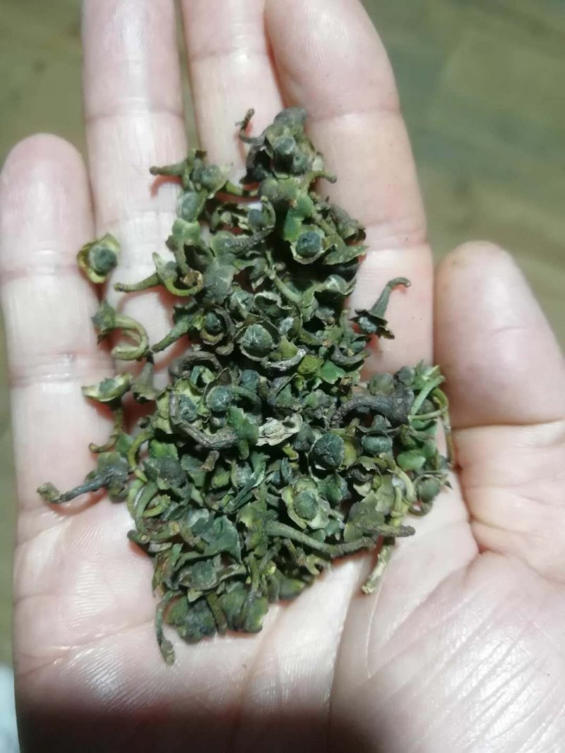 福鼎市管阳镇天竹荒野白茶茶籽厂里直接供货