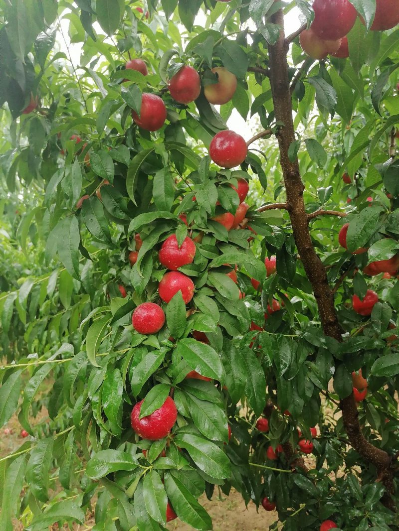 中油十八油桃，大量上市中！价格合理