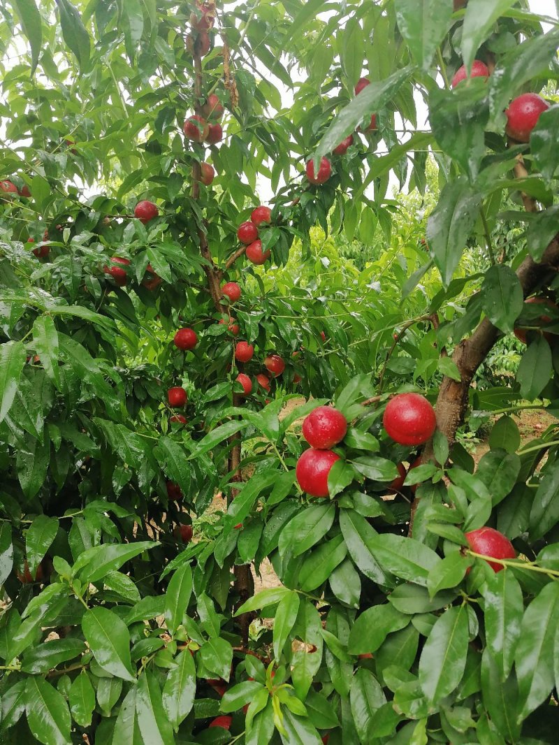 中油十八油桃，大量上市中！价格合理