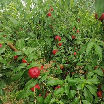 中油十八油桃，大量上市中！价格合理