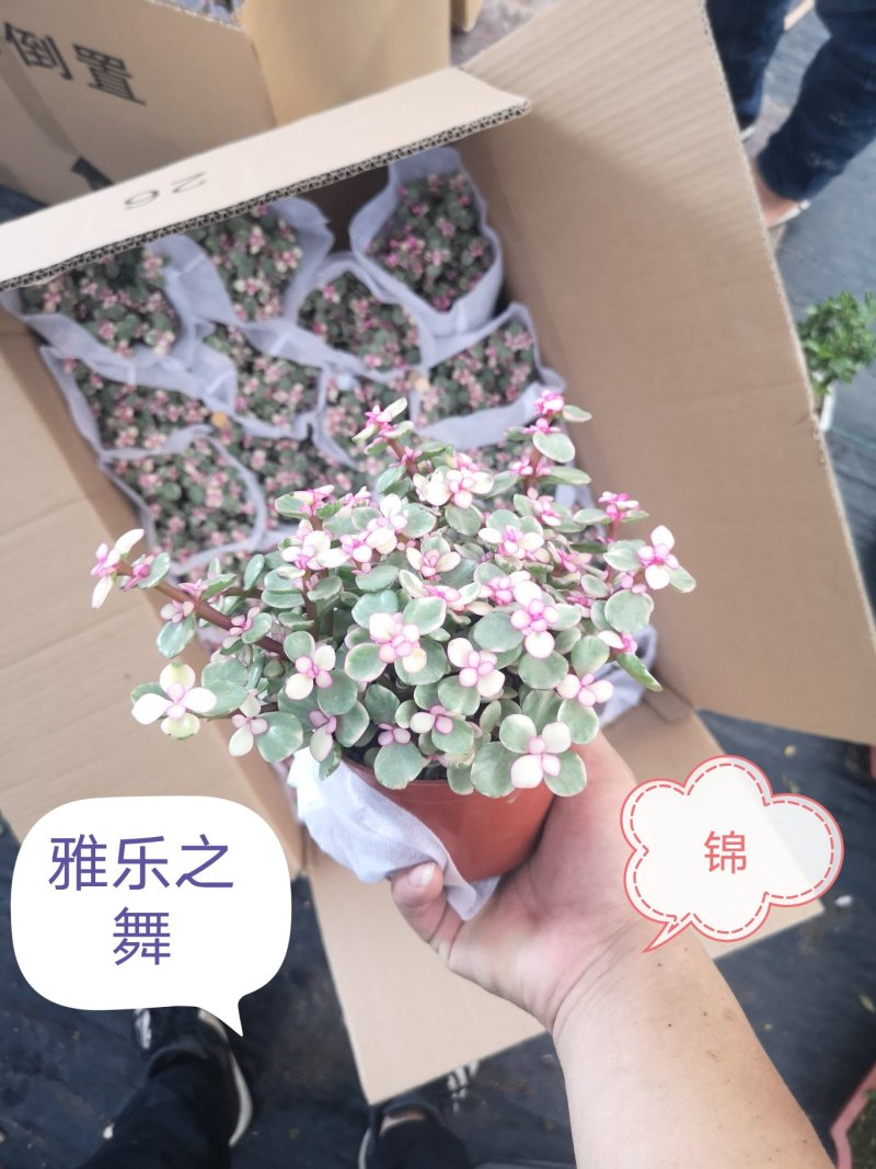 金枝玉叶锦（雅乐之舞锦）基地自销发物流不包邮