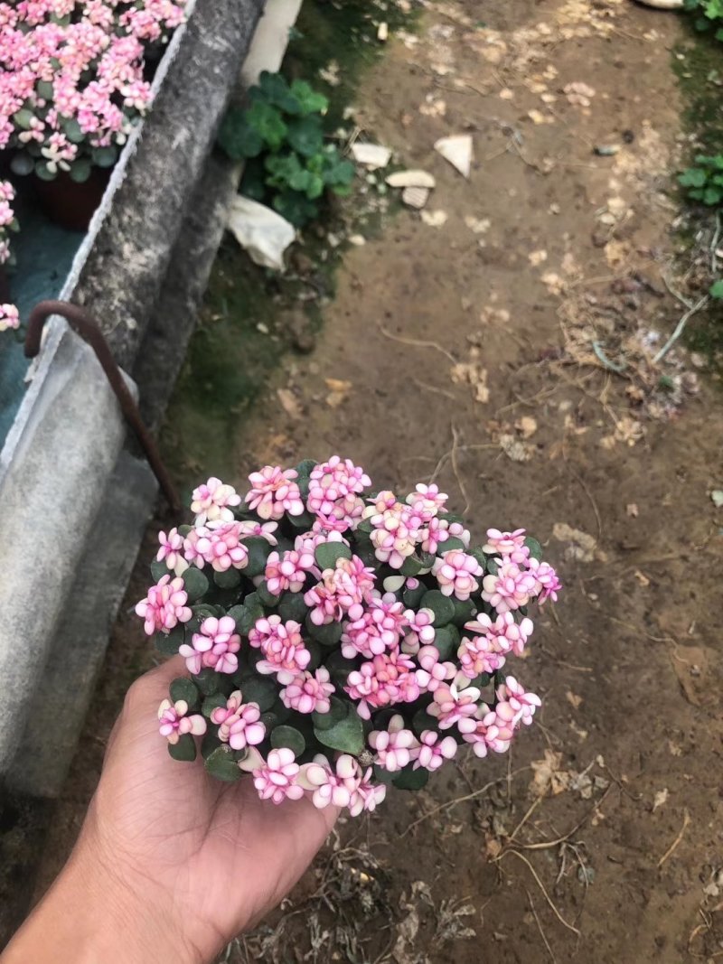 金枝玉叶锦（雅乐之舞锦）基地自销发物流不包邮
