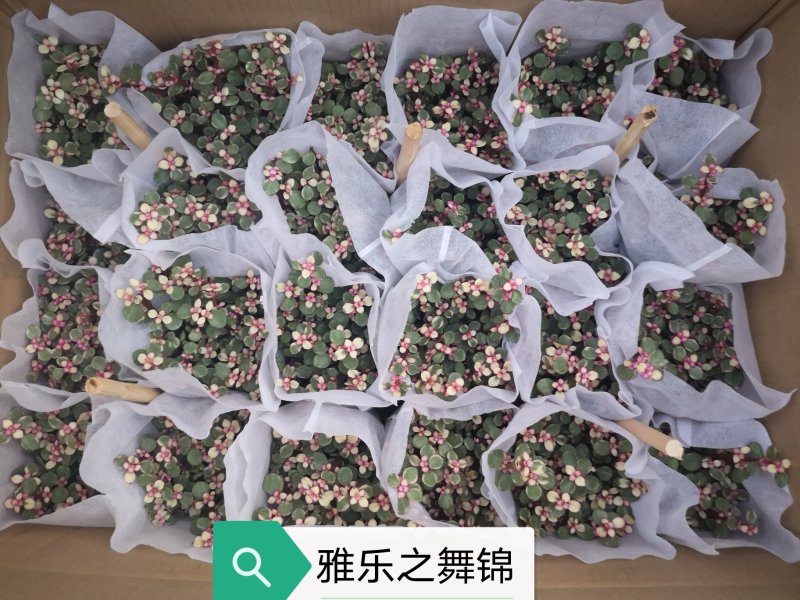 金枝玉叶锦（雅乐之舞锦）基地自销发物流不包邮