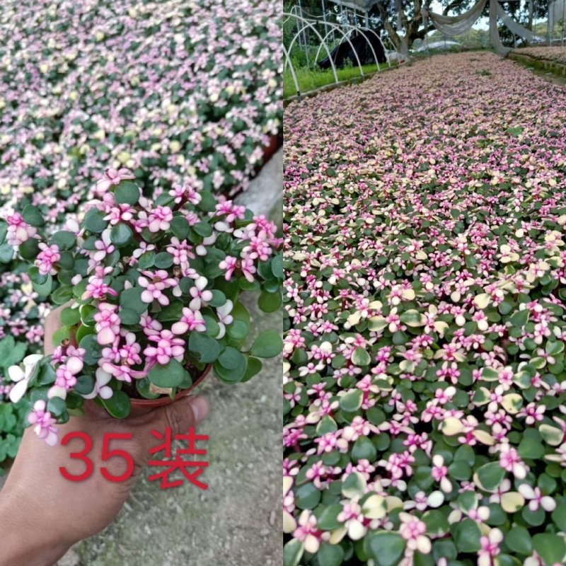 金枝玉叶锦（雅乐之舞锦）基地自销发物流不包邮